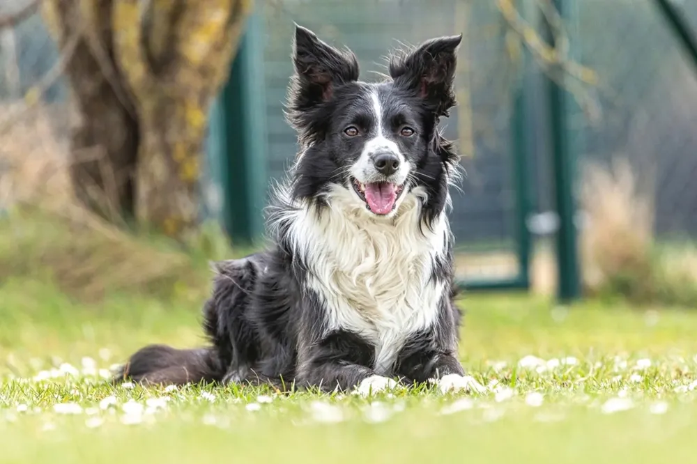 border collie