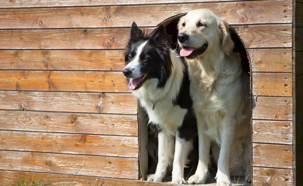 pensions pour tous les chiens