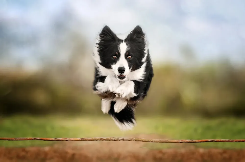 alimentation pour des chiens en pleine santé