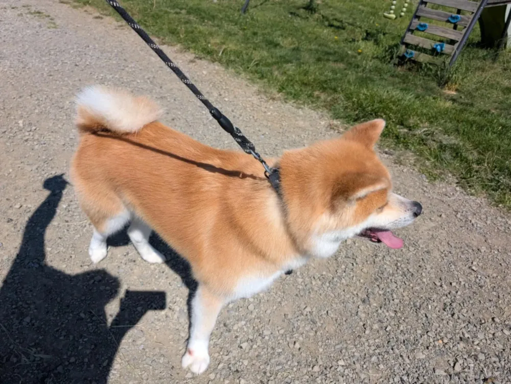 Shiba Inu en laisse promenade (1)