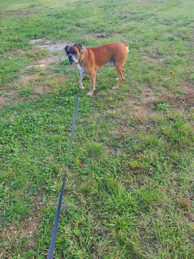 Chien en laisse promenade