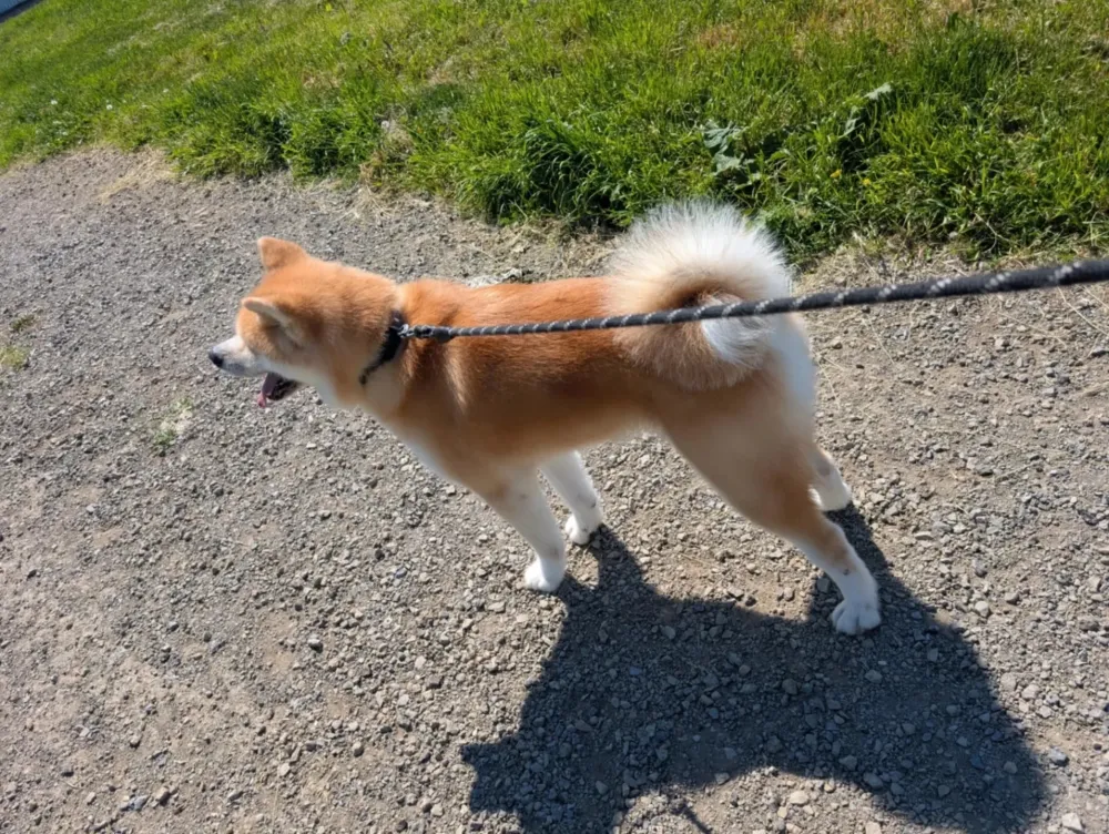 Shiba Inu en laisse promenade (2)