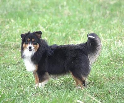 berger americain petit