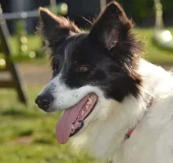 border colli noir (2)