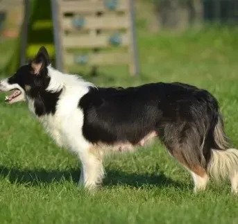 border colli noir (3)