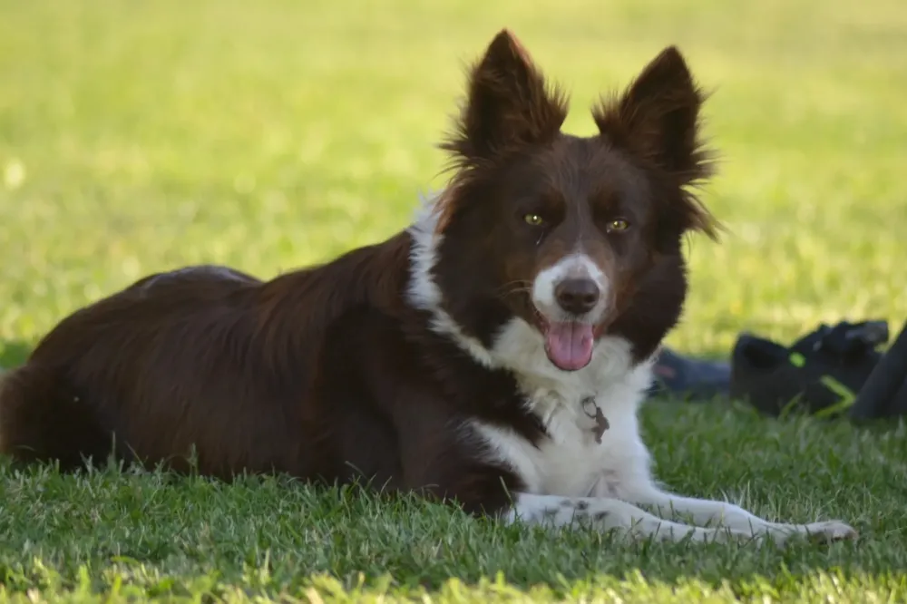 border colli noir (4)