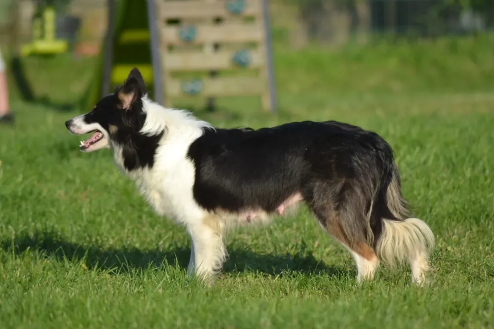 border colli noir (1)